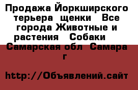 Продажа Йоркширского терьера, щенки - Все города Животные и растения » Собаки   . Самарская обл.,Самара г.